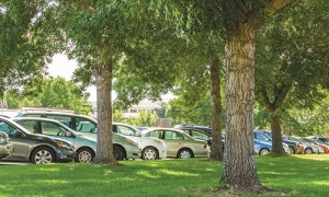 Photograph of row of cars parked behind a grassy area with several trees, on a sunny day.